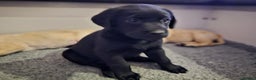 Labrador Retriever dogs for sale: 🐾 Labrador Puppies – Ready Early January 🐾 - Advert 11