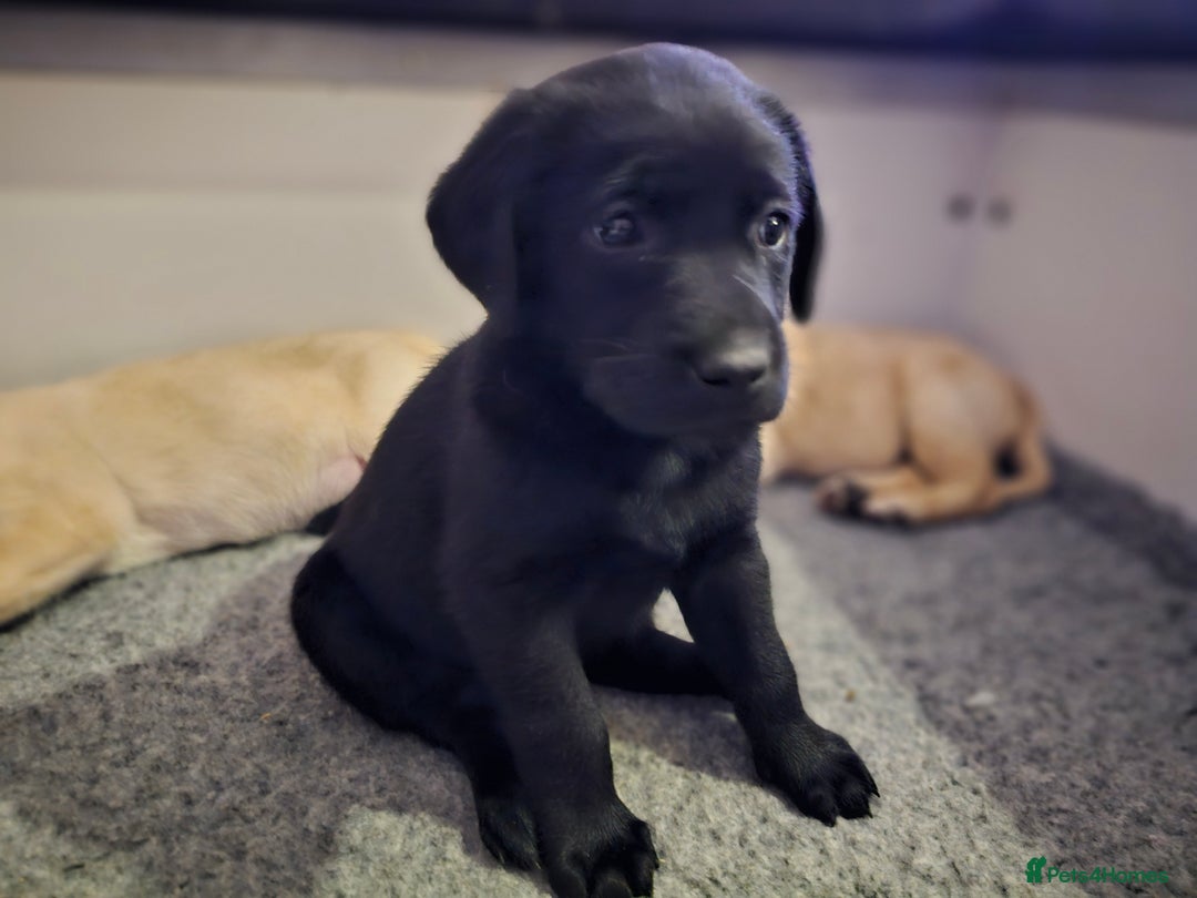 Labrador Retriever dogs for sale: 🐾 Labrador Puppies – Ready Early January 🐾 - Advert 11