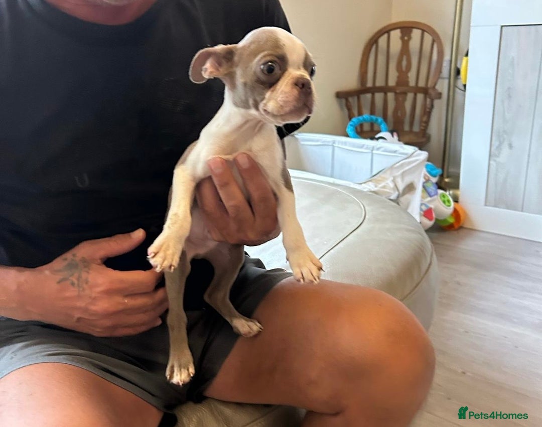 Boston Terrier dogs for sale: Beautiful KC Boston Terriers - Image 27