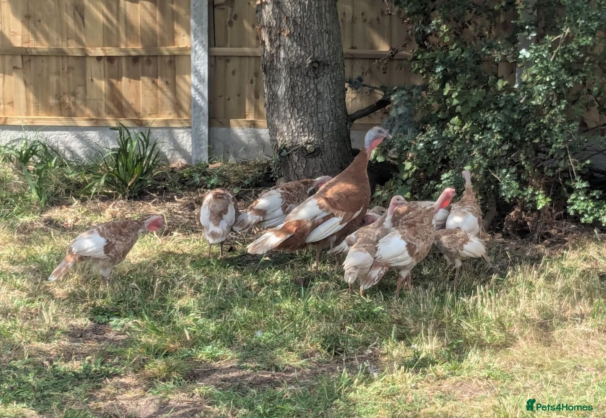 Turkeys poultry Bourbon Red Turkey Poults - Advert 2