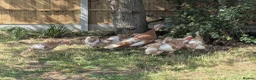 Turkeys poultry for sale: Bourbon Red Turkey Poults - Advert 2