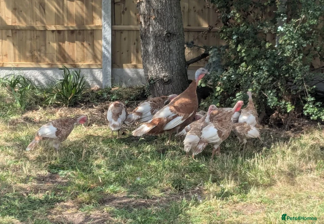Turkeys poultry for sale: Bourbon Red Turkey Poults - Advert 2