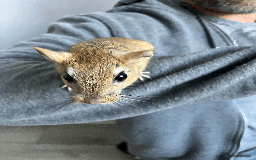 Gerbil rodents for sale: Rare persian jird (female gerbils) price drop - Image 3
