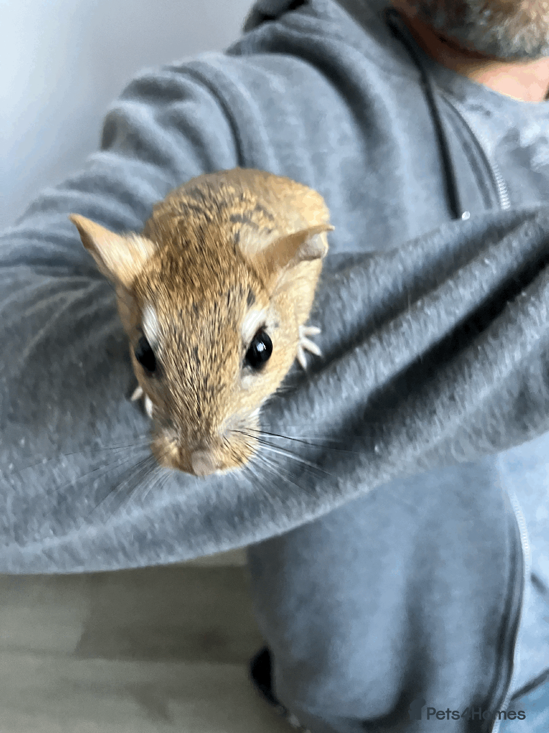Gerbil rodents for sale: Rare persian jird (female gerbils) price drop - Image 3
