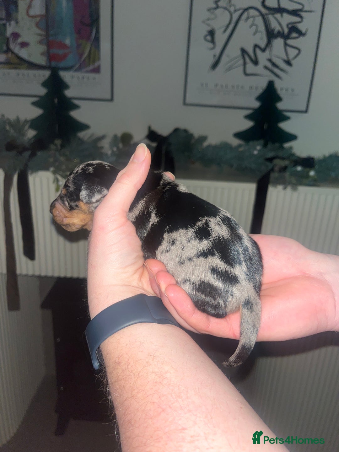 Dachshund dogs for sale: Dacshund Puppies - Advert 16