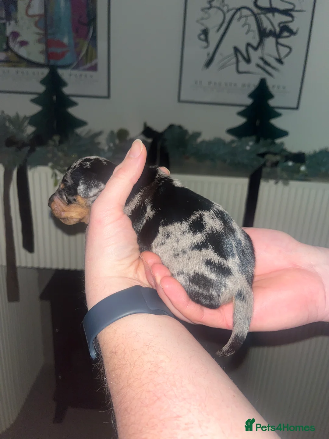 Dachshund dogs for sale: Dacshund Puppies - Advert 16
