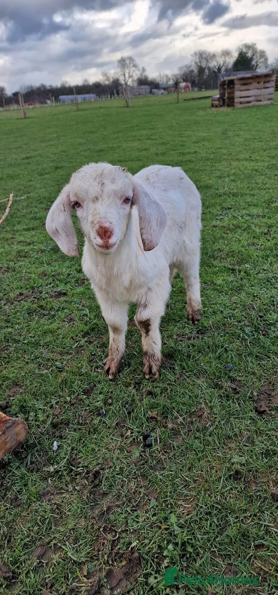 Goats livestock for sale: 5 x Boer kids  - Advert 5