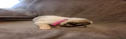 Pyrenean Mountain Dog dogs for sale: 7 beautiful pyrenean puppies  in Spalding - Advert 10