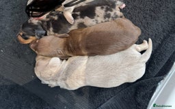 Miniature Dachshund dogs for sale: 🐾Stunning Miniature Dachshunds🐾🤩 - Image 2