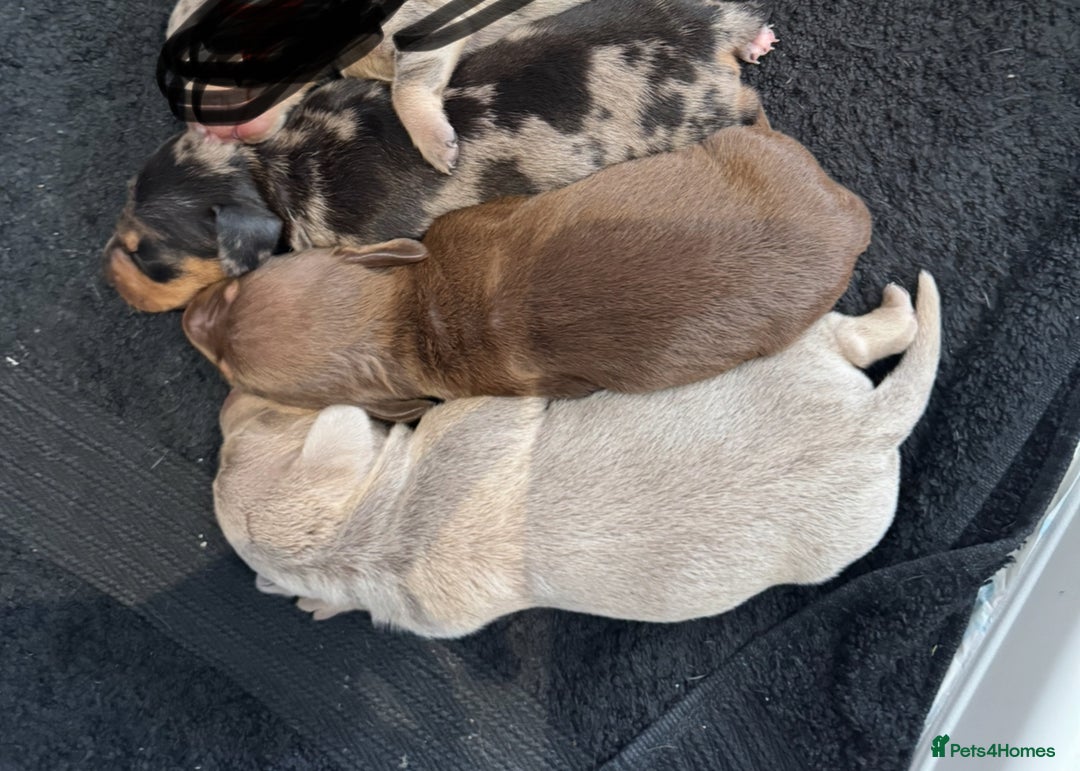 Miniature Dachshund dogs for sale: 🐾Stunning Miniature Dachshunds🐾🤩 - Image 2