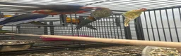 Mixed Breed birds for sale: Various Stunning Birds Available  - Advert 15