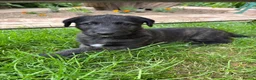 Mixed Breed dogs for sale: Deerhound X Wolfhound puppies  - Advert 8