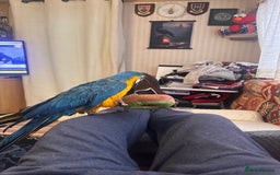 Macaws birds for sale: Blue and Gold Macaw - Image 5
