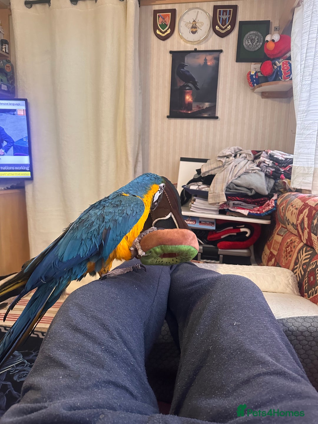 Macaws birds for sale: Blue and Gold Macaw - Image 5