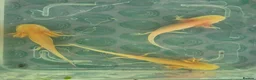 Axolotl reptiles for sale: Range of baby axolotls, hets known - Advert 3