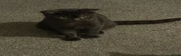 Mixed Breed cats for sale: black  - Advert 5