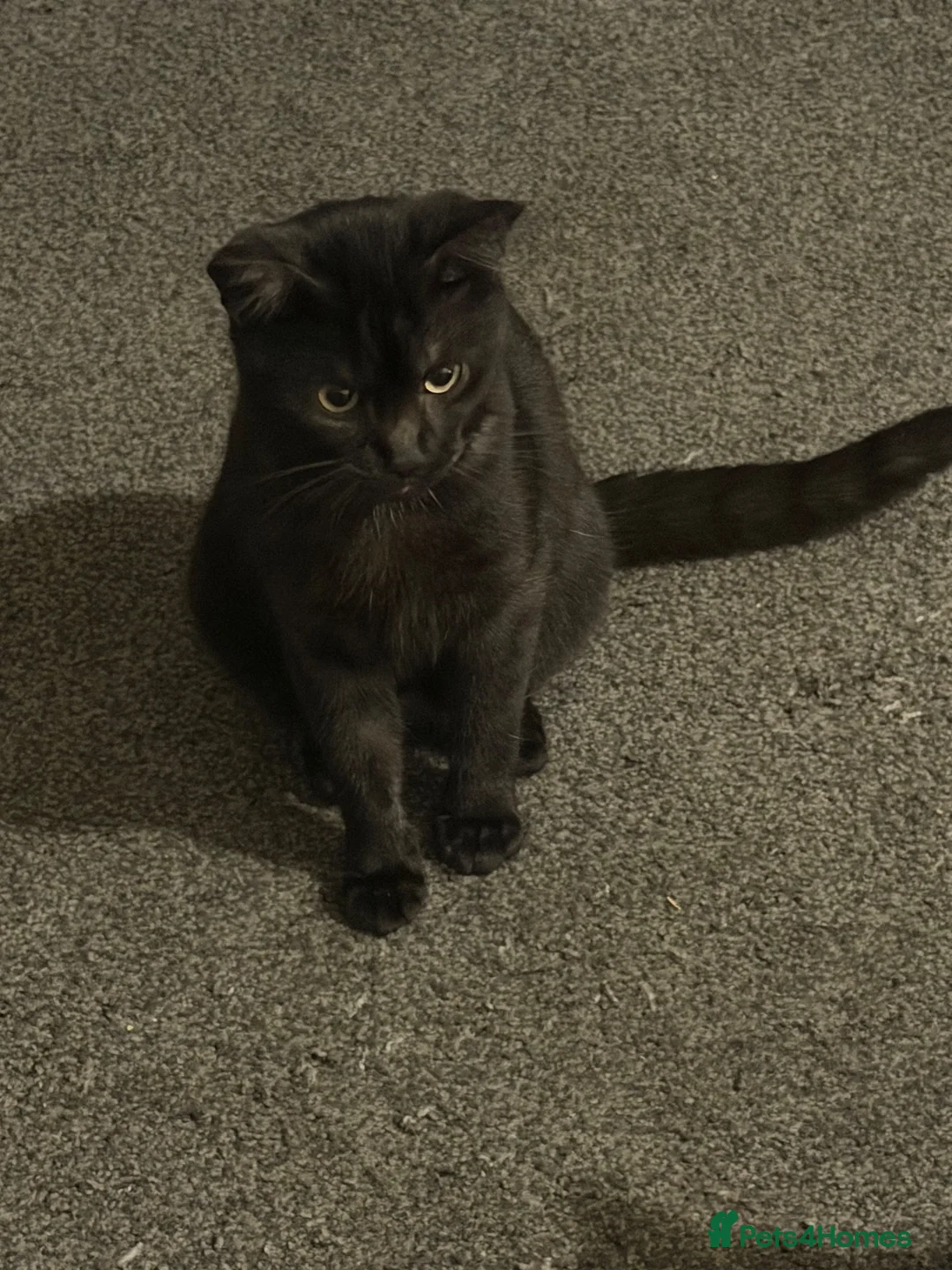 Mixed Breed cats for sale: black  - Advert 5