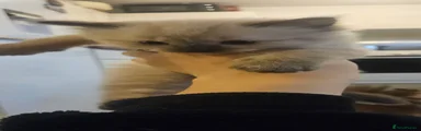 Female seal point