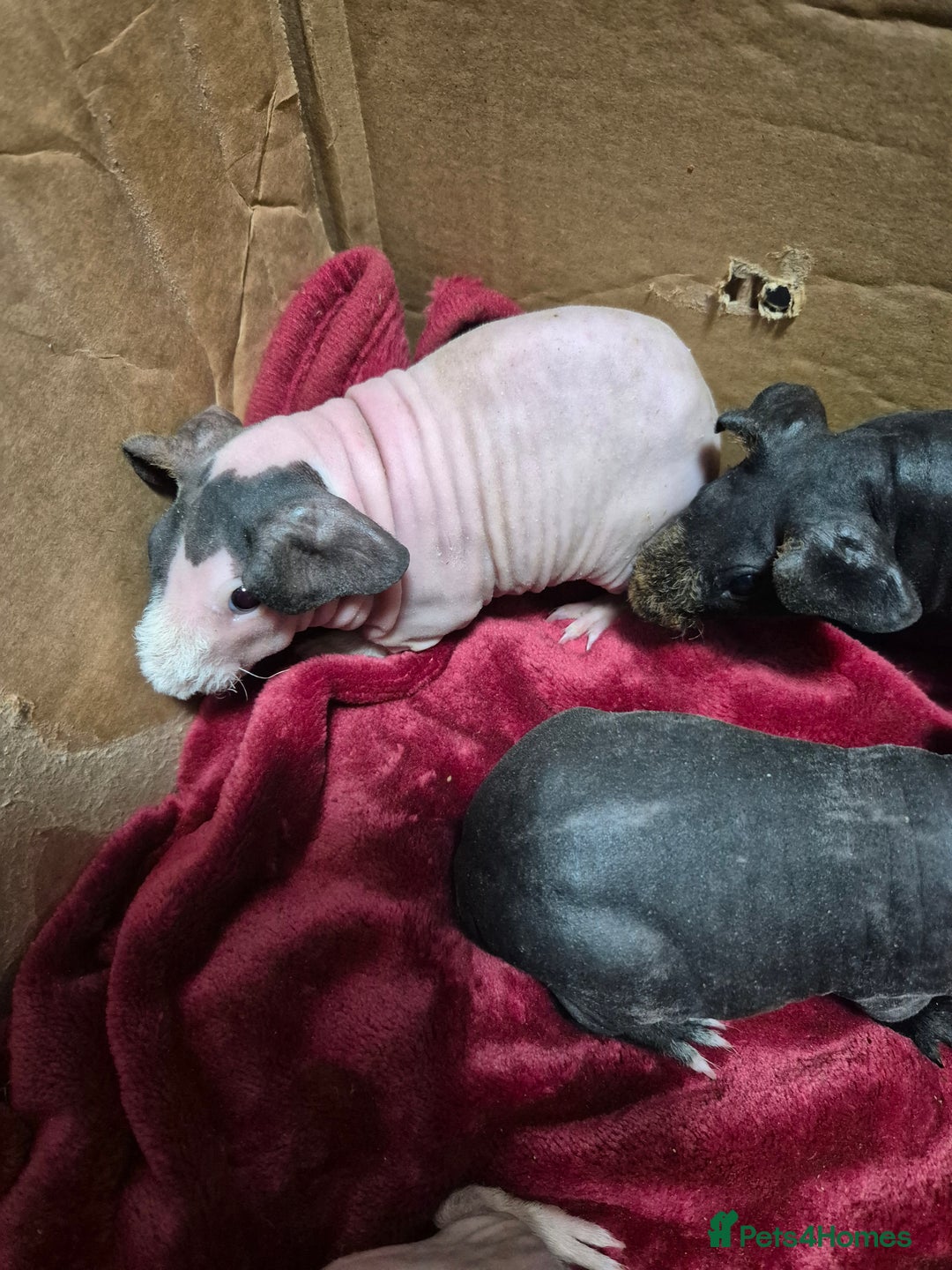 Guinea Pig rodents for sale: Baby Male Skinny Pigs For Sale  - Advert 2