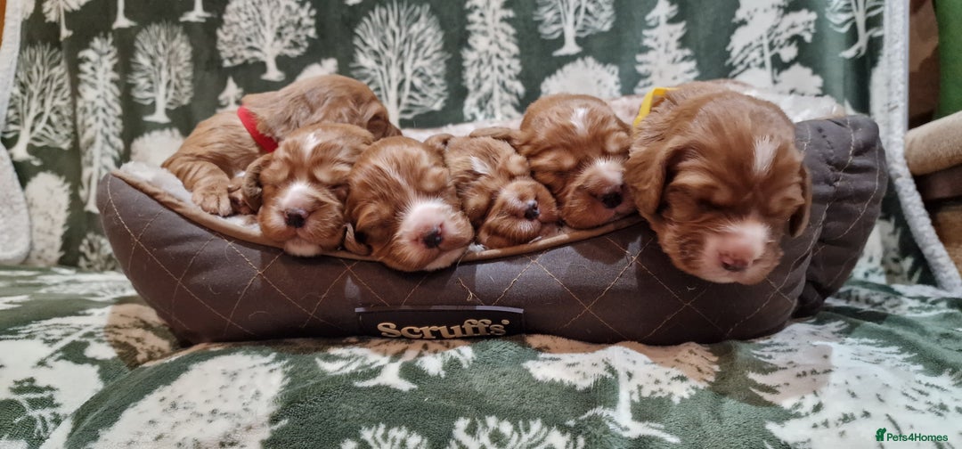 Cocker Spaniel dogs for sale: KC Registered Fox Red Working Cocker Spaniel Pups - Advert 5