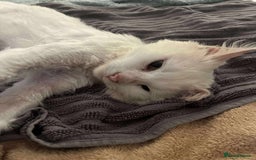 Mixed Breed cats for adoption: 🍀Monty🍀 for adoption, fostered in FLEET - Image 6