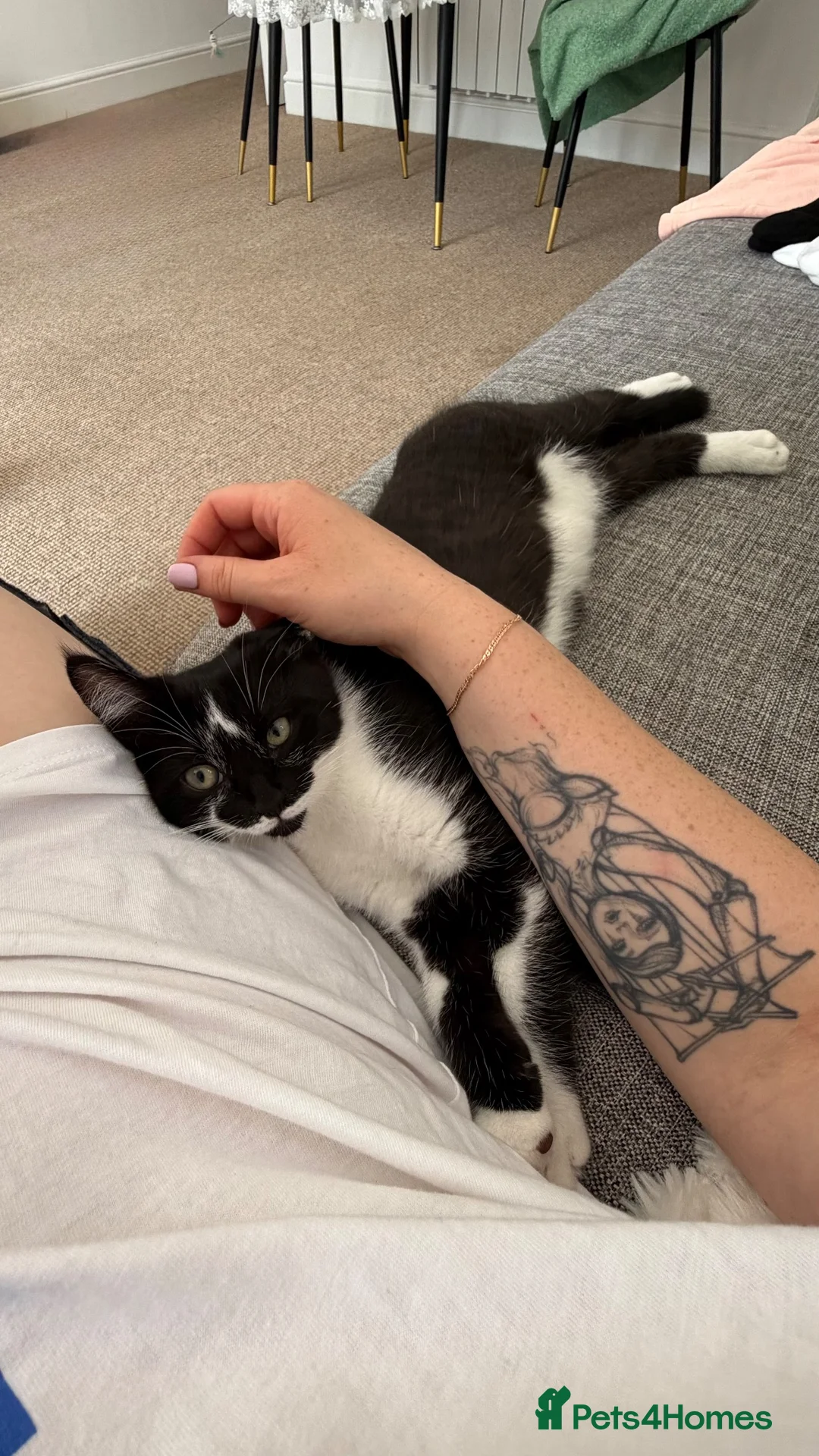 Mixed Breed cats for sale: Cat for adoption  in Bury Saint Edmunds - Advert 2