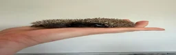 Pygmy Hedgehog rodents for sale: African Pygmy hedgehogs- litters in nest. - Advert 4