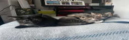 Mixed Breed cats for sale: Two stripy tortie and one black little girl in Swansea - Advert 2