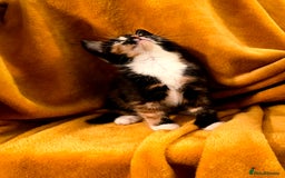 Mixed Breed cats for sale: 4 boys and 2 girls Family-Raised, Well-Socialised  - Image 16