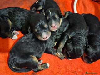 Bernedoodle dogs Tri & Black and tan F1 Bernedoodle pups - Advert 6