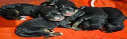 Bernedoodle dogs for sale: All currently reserved! Quality F1Bernedoodle pups - Advert 9
