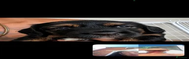 Mixed Breed 2