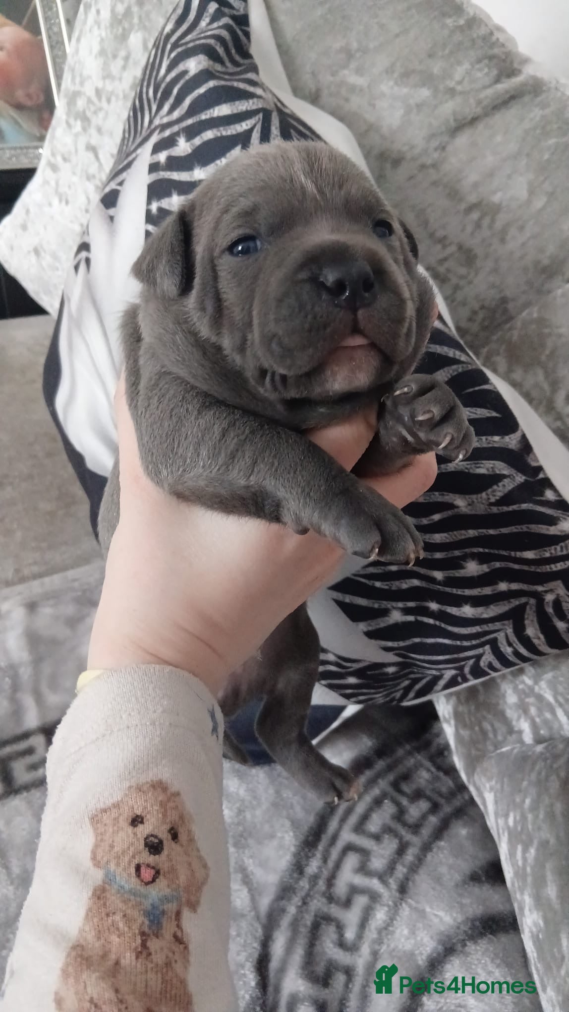 Staffordshire Bull Terrier dogs Blue Staffordshire bull terrier puppies  - Advert 5