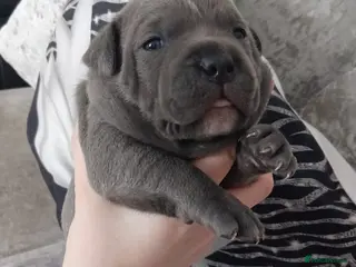 Staffordshire Bull Terrier dogs Blue Staffordshire bull terrier puppies - Advert 5