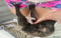 Mixed Breed dogs for sale: Hunter  - Advert 3