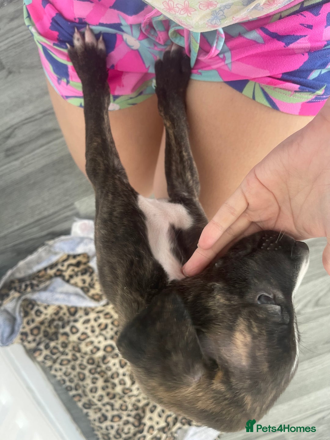 Mixed Breed dogs for sale: Hunter  - Advert 3