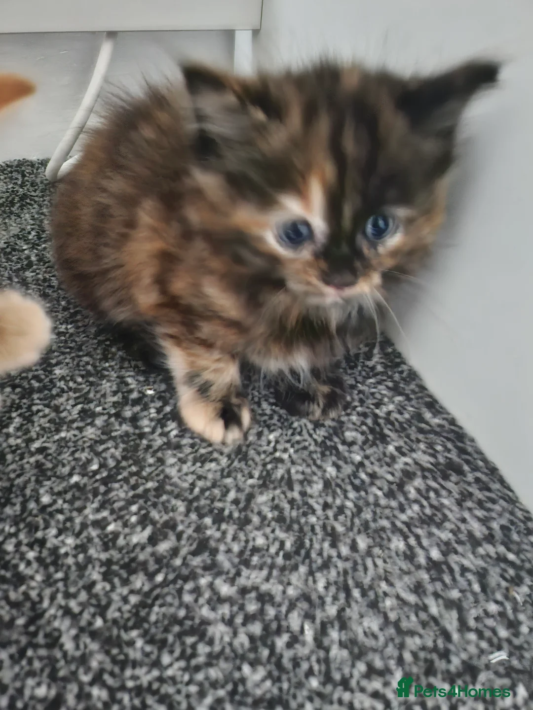 Mixed Breed cats for sale: Only black male left, ready 14th Feb  - Advert 9