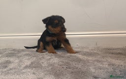 Airedale Terrier dogs for sale: Champion Coralita Airedale puppies  - Image 3