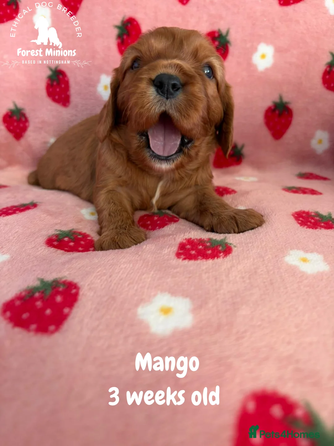 Cavalier King Charles Spaniel dogs for sale: Beautiful KC Cavalier King Charles Spaniel puppies - Advert 7