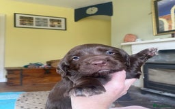 Sprocker dogs for sale: Gorgeous F1 health tested Sprockers  - Advert 7