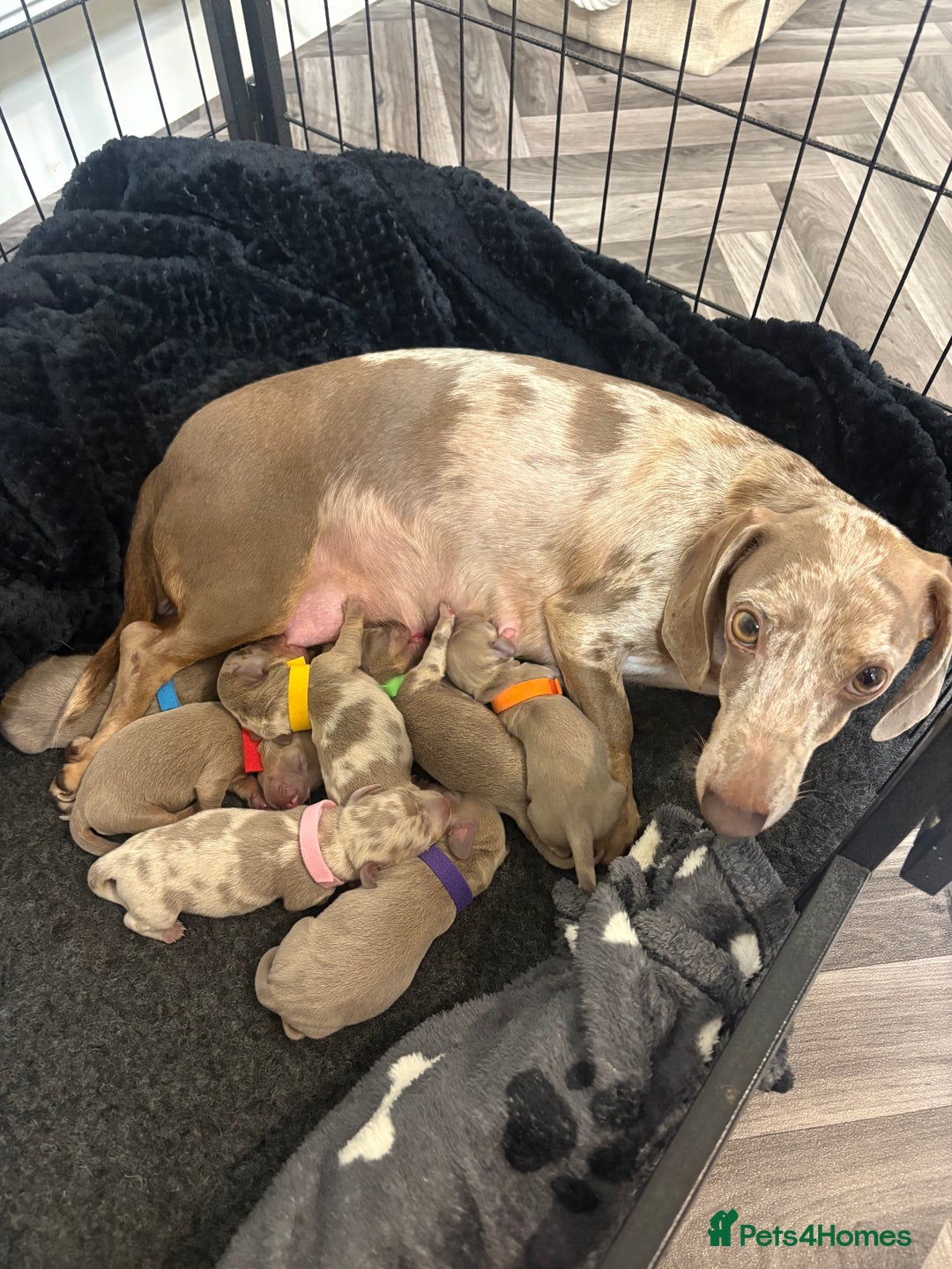 Dachshund dogs for sale: Dachshund puppies for sale - Image 4