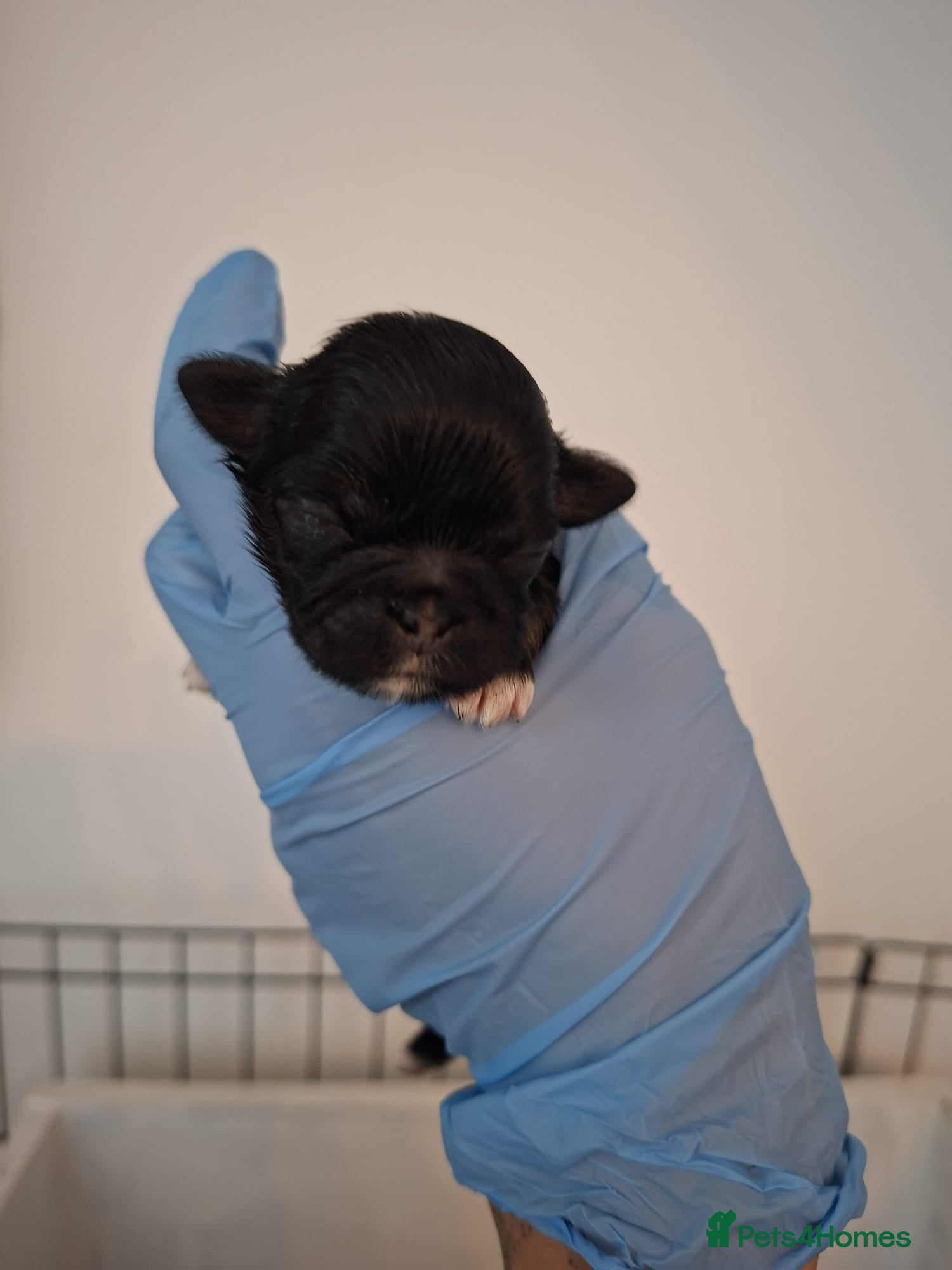 Shih Tzu dogs Kc Imperial shih tzu puppy (karashishixsweettooth) - Advert 2