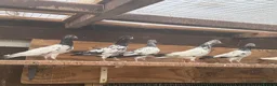 Pigeons birds for sale: Pakistani high flyers for sale  - Advert 5