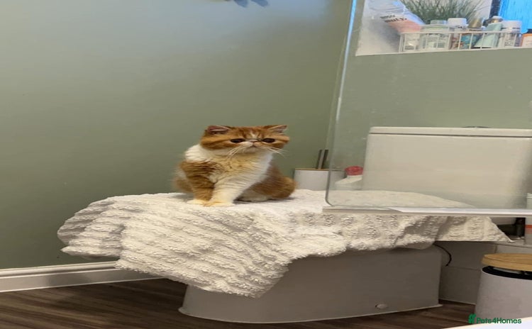 Exotic cats - Advert 1