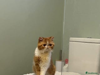 Exotic cats - Advert 1