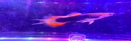 Live Bearers fish for sale: Guppies platies and Danios for sale  in Bromley - Advert 4