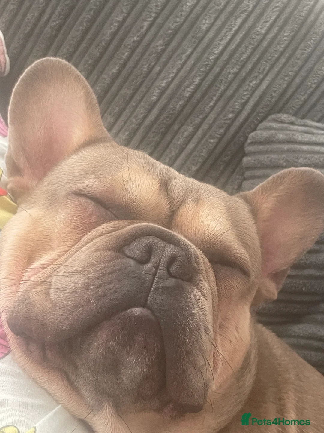 French Bulldog dogs for stud: Proven KC registered Frenchie for stud - Advert 6