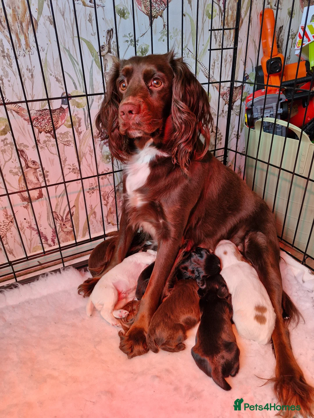 Cocker Spaniel dogs for sale: Beautiful working cocker spaniel puppies  - Advert 1