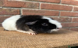 Guinea Pig rodents for sale: Two beautiful boys! - Image 4