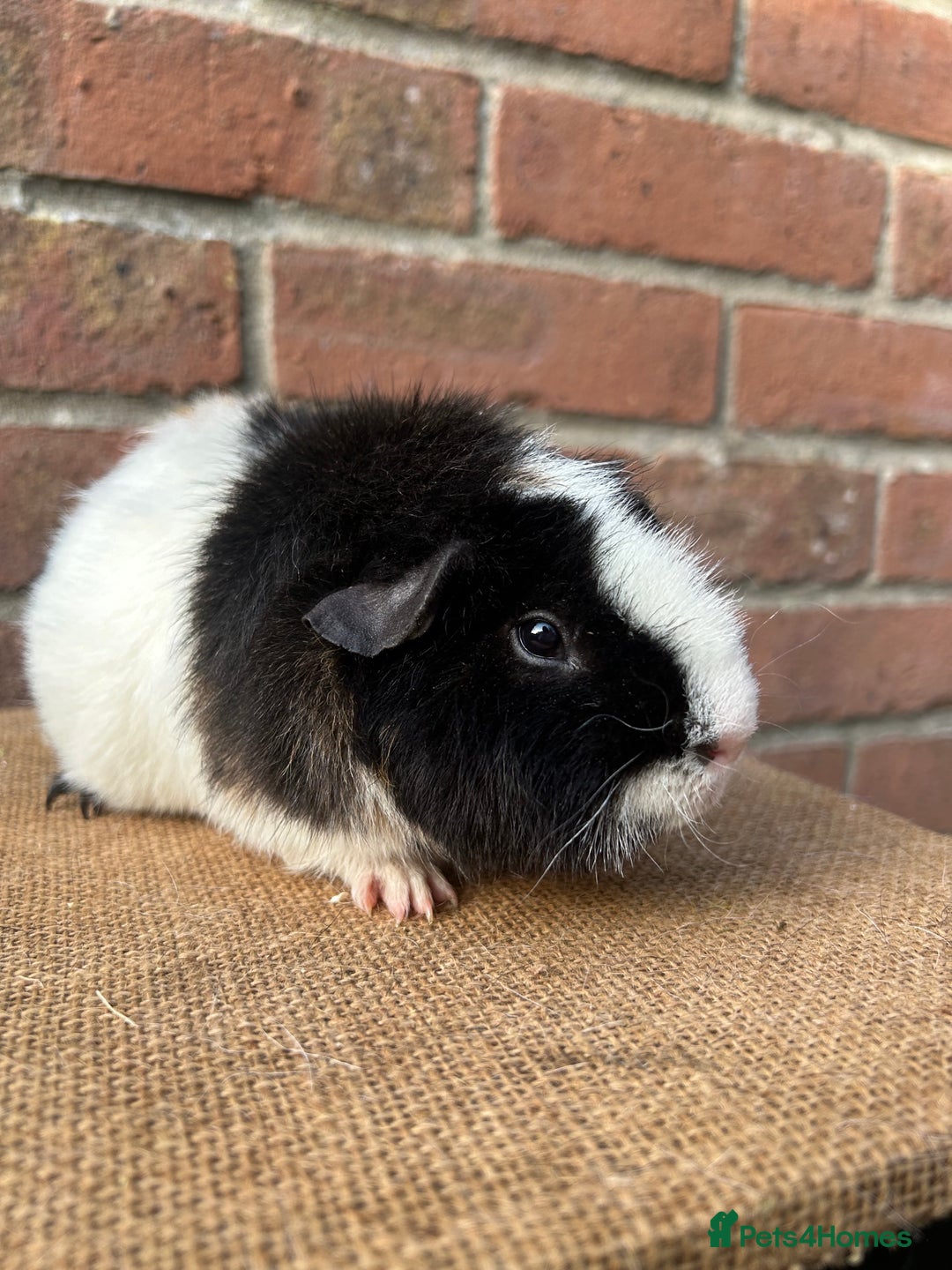 Guinea Pig rodents for sale: Two beautiful boys! - Image 4